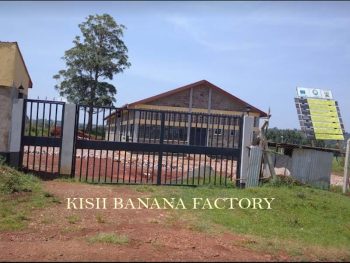 170 million Kisii Banana Factory launched near ATC to create 500 jobs and boost farmers’ income