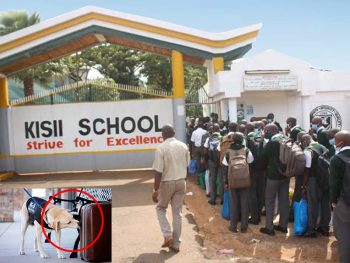 Kisii High School Bhang Drama with Police Sniffer Dogs Raises Nationwide Concerns on Drug Abuse
