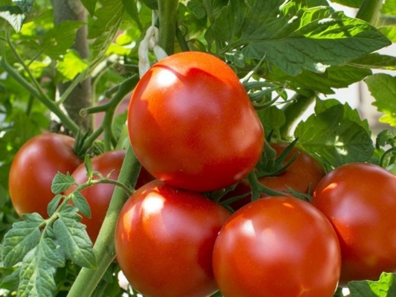3 Reasons Why the Cost of Tomatoes in Kenya is Increasing Steadily, It's No Longer Affordable!