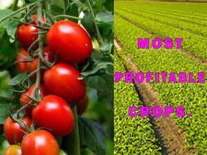 Most Profitable Crops in Kenya